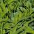 Carex plantaginea Pot 9 cm