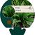 Carex plantaginea Pot 9 cm