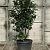 Camelia j.  'Perfection White' Pot 30 Liter 100 - 125 cm
