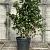 Camellia 'Black Lace' Pot 30 Liter 100 - 125 cm