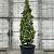 Carpinus bet. 'Fast. Monument' Pot 35 Liter 125 - 150 cm