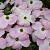 Cornus Stellar Pink Pot 7,5 Liter 