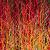 Cornus sang. 'Midwinter Fire' Pot 18 liter 80 - 100 cm