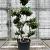 Ilex crenata 'Kimmei' Pot 18 liter Bonsai