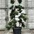 Ilex crenata 'Kimmei' Pot 25 Liter Bonsai