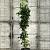 Liquidambar s. 'SlenderSilhouette' Pot 10 liter 100 - 125 cm