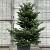 Abies koreana Pot 70 Liter 150 - 175 cm