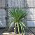 Yucca gloriosa Pot 30 Liter 125 - 150 cm
