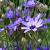 Catananche caerulea 'Major' Pot 9 cm