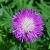 Centaurea dealbata Pot 9 cm