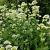 Centranthus ruber 'Albus' Pot 9 cm