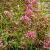 Centranthus ruber 'Coccineus' Pot 9 cm