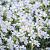 Cerastium tomentosum Pot 9 cm