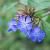 Ceratostigma plumbaginoides Pot 9 cm