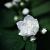 Philadelphus 'Snowbelle' Pot 5 Liter 