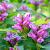 Chelone obliqua Pot 9 cm