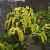 Chiastophyllum oppositifolium Pot 9 cm