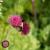Cirsium rivulare 'Atropurpureum' Pot 9 cm