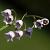 Convallaria maj. 'Rosea' Pot 9 cm