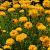 Coreopsis gr. 'Early Sunrise' Pot 9 cm