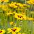 Coreopsis lanceolata 'Baby Gold' Pot 9 cm