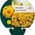 Coreopsis lanceolata 'Baby Gold' Pot 9 cm