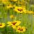Coreopsis lanceolata 'Sterntaler' Pot 9 cm