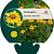 Coreopsis lanceolata 'Sterntaler' Pot 9 cm
