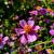 Coreopsis r. 'American Dream' Pot 9 cm