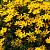 Coreopsis vert. 'Zagreb' Pot 9 cm