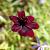 Cosmos atrosanguineus Pot 9 cm