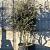 Quercus ilex Pot 230 Liter 200 - 250 cm Meerstammig