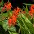 Crocosmia 'Emily McKenzie' Pot 9 cm