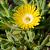 Delosperma congestum Pot 9 cm
