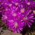 Delosperma cooperi Pot 9 cm