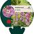 Delphinium (P) 'Astolat' Pot 9 cm