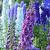 Delphinium (P) 'Astolat' Pot 9 cm