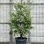Amelanchier lamarckii Pot 110 liter 200 - 225 cm