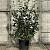 Camellia japonica Pot 25 Liter 100 - 125 cm