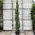 Carpinus Betulus pyramidalis  Pot 30 Liter 250 - 300 cm