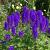 Delphinium (P) 'Black Knight' Pot 9 cm