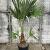 Chamaerops humilis Pot 30 Liter 