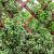 Euonymus fort. 'Silver Queen' Pot 7,5 Liter stam 90 cm