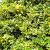 Ilex aq. 'Argentea Marginata' Bolvorm 80-90cm