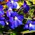 Delphinium (P) 'King Arthur' Pot 9 cm