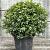 Prunus l. 'Angustifolia' Bolvorm 50-60 cm