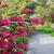 Ribes sang. 'King Edward VII' Pot 5 Liter 