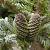Abies k. 'Silberlocke' Pot 10 liter 70 - 80 cm