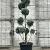 Cupressus ariz. 'Fastigiata' Pot 30 Liter 150 - 175 cm Pon-Ponvorm