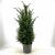 Taxus baccata Pot 10 liter 80 - 100 cm